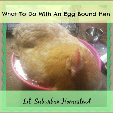 What To Do With An Egg Bound Hen