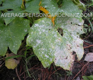 zucchini with powdery mildew