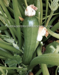 harvest your beautiful zucchini